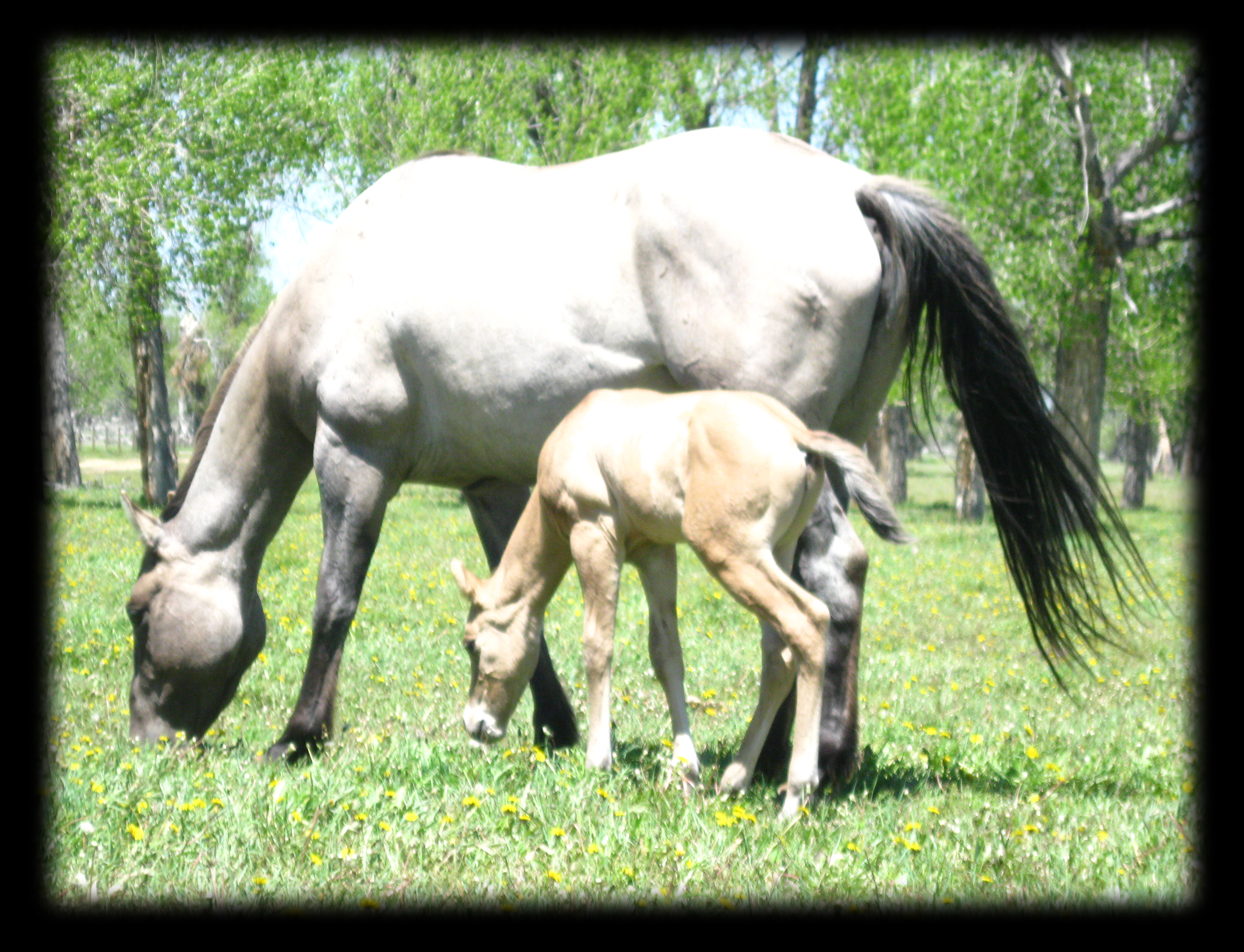 Joe Hancock, Hollywood Gold, Holly 4 Jinx, Dun Silver Stallion